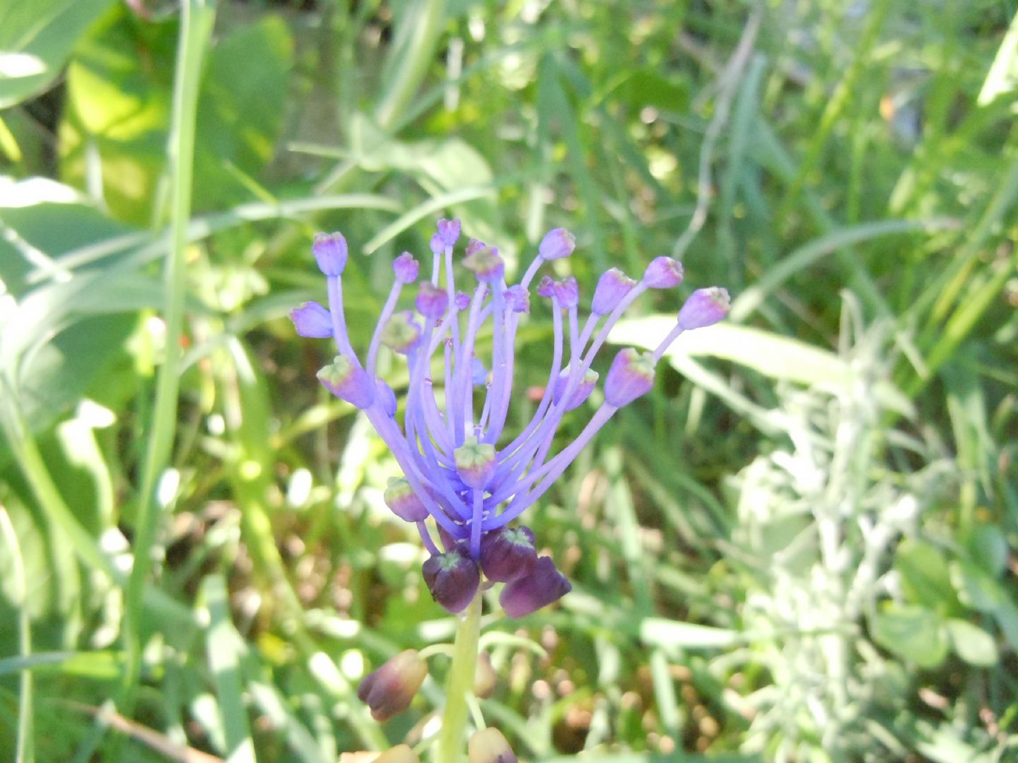 dalla costiera sorrentina - Muscari comosum